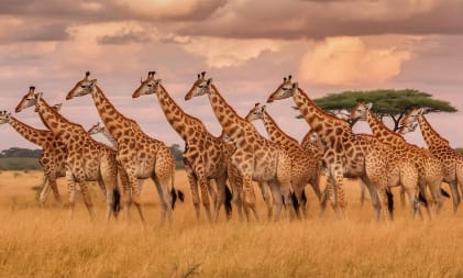 Maasai Mara Luxury Safari