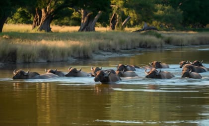 Kenya Family Safari Adventure
