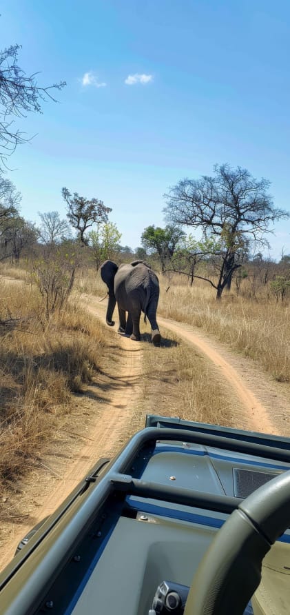  image of elephant